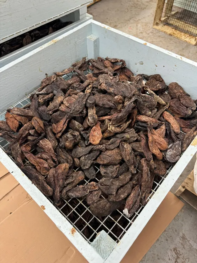 Bulk beaver castoreum drying in a ventilated wire-mesh crate