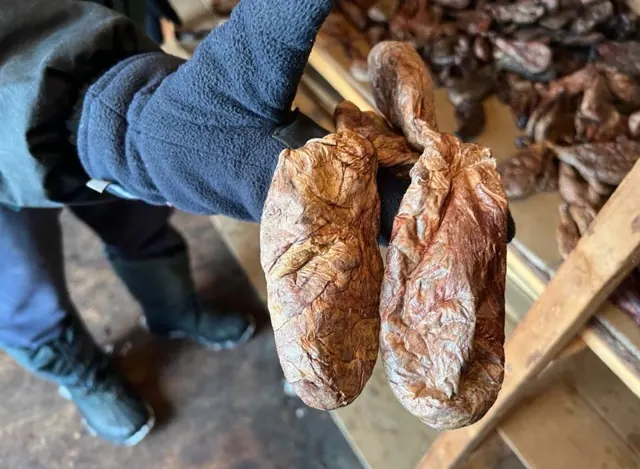 A matched pair of beaver castor sacs held up for inspection