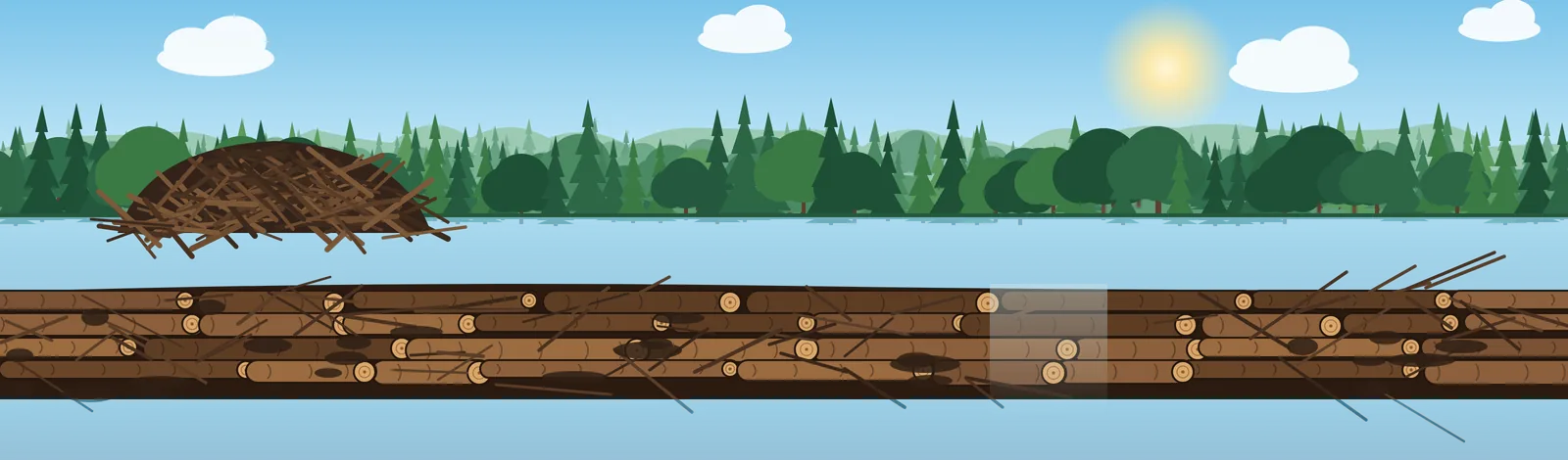 Illustration of a beaver dam built from logs in a Canadian forest pond, with beavers swimming and one gnawing a branch on the dam