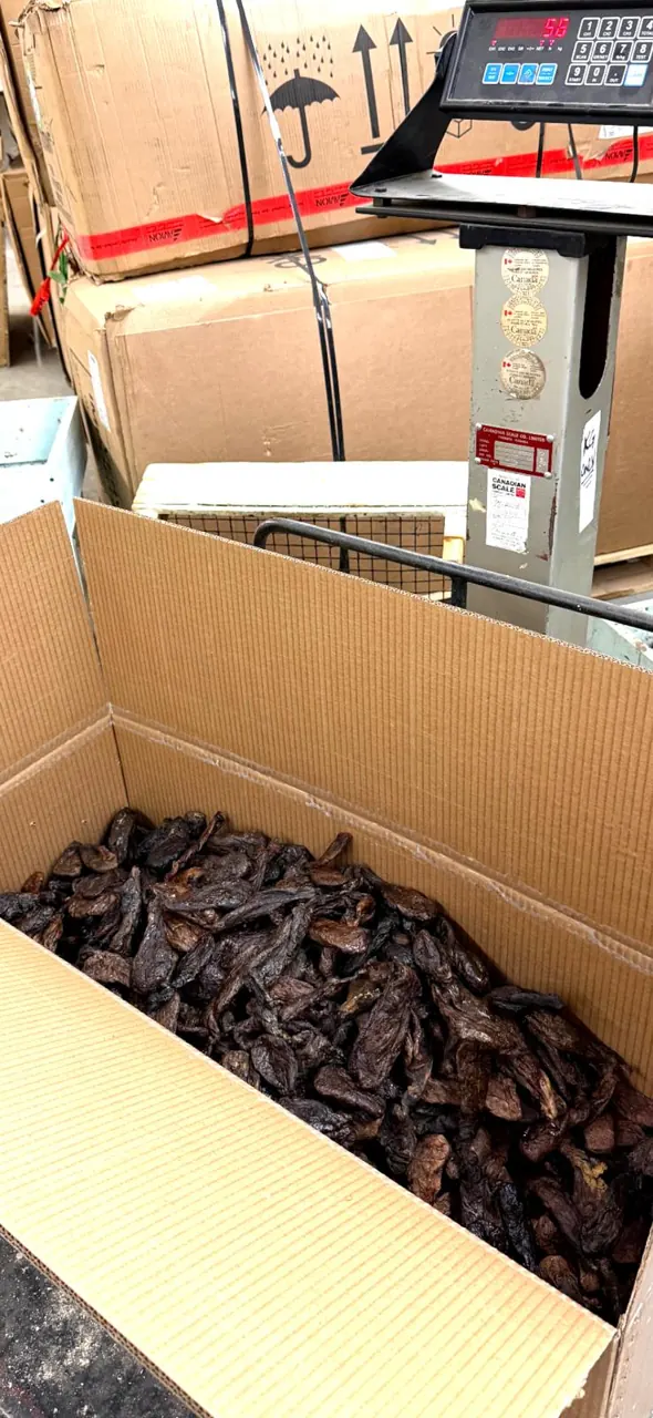 An export carton filled with dried castoreum sitting next to a digital weighing scale