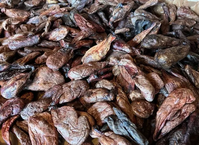 A bulk lot of wild Canadian beaver castor sacs spread out for sorting